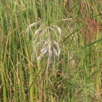 Tamarix indica Willd.
